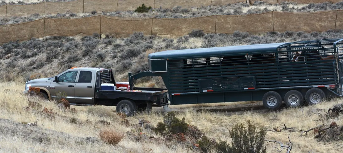 Flatbed pickup towing a triple-axle gooseneck livestock trailer, the coupler sitting over the truck's rear axle.